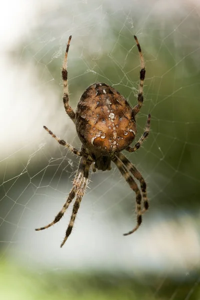 Insetti Bugs Arachnida Aracnid Cross Spider Araneus diadematus — Foto Stock