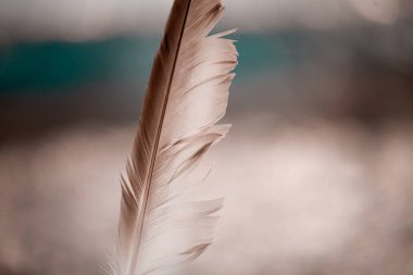 Rekreasyon Eğlence Parklar Fauna Kuş Tüyü Dik Bulanık Arka Plan Bokeh Ayakta