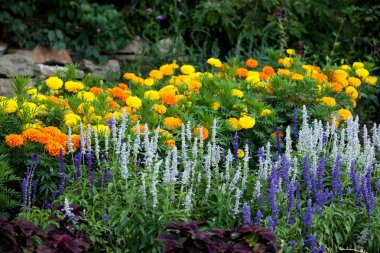 Flora Renkli Çiçek Arka Plan Yabani Çiçek Çeşitleri Çiçek Açan