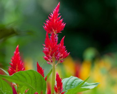 Flora Yaz Bahçesi Kırmızı Astilbe Sapları Yeşil Arka Plan