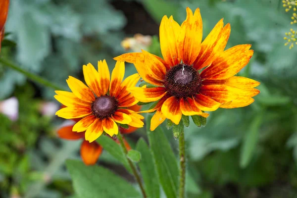 Flora Fundo colorido Coreopsis Uptick Ouro Bronze Flores do Jardim — Fotografia de Stock