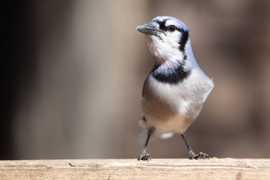 Doğa Yaban Hayatı Passerine Kuşlar Evi Mavi Jay Göz Catch Işık