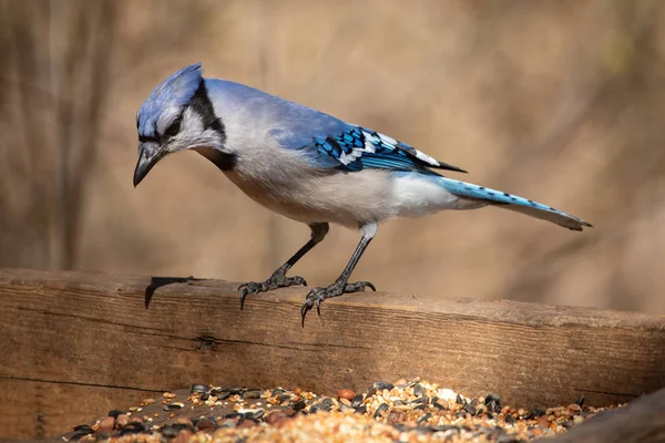 Natureza Vida selvagem Passerine Birds House Azul Jay Eye Catch Light — Fotografia de Stock