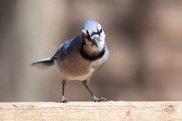 Natuur Wildlife Passerine vogels huis Blue Jay Eye vangst licht — Stockfoto