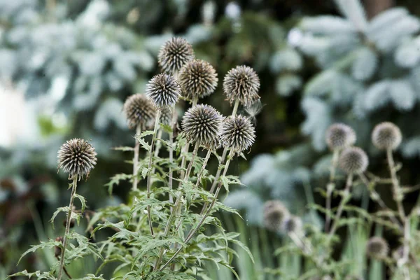 植物花后花园球茎球圆头种子 — 图库照片