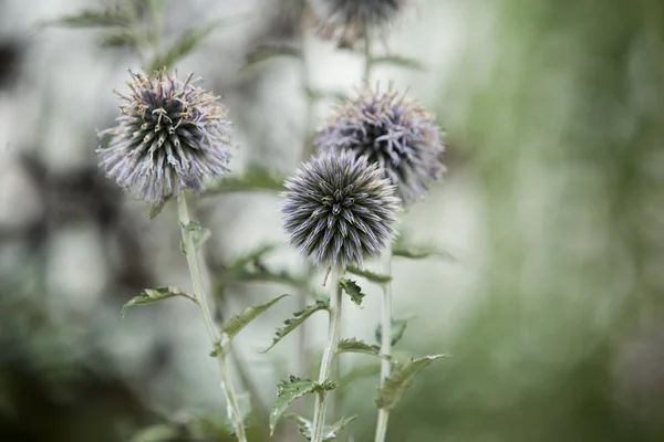 植物花后花园球茎球圆头种子 — 图库照片