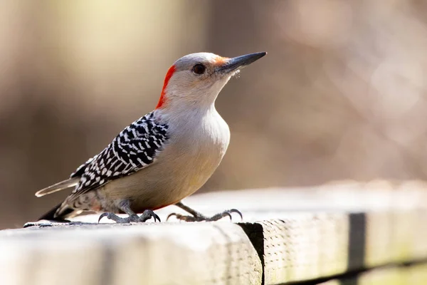 Πανίδα Avian Πολύχρωμο Πολύχρωμο Πουλιά Πουλιών Κόκκινη κοιλιά Woodpecker Εικόνα Αρχείου