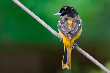 1 Mayıs 2019 Windsor Ontario Kanada Ornitoloji Kuşları Baltimore Oriole Perch Doğal Arka plan Bokeh