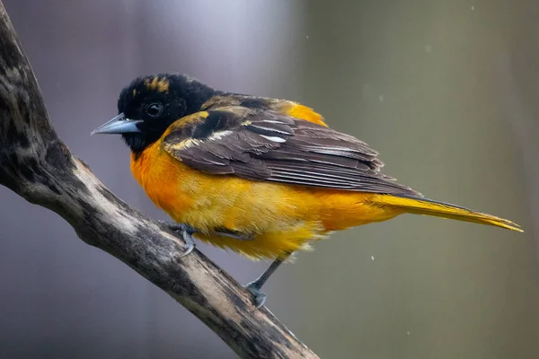 1. Mai 2019 Windsor Ontario Kanada Ornithologie Vögel Baltimore Pirol Barsch Natürlicher Hintergrund Bokeh — Stockfoto