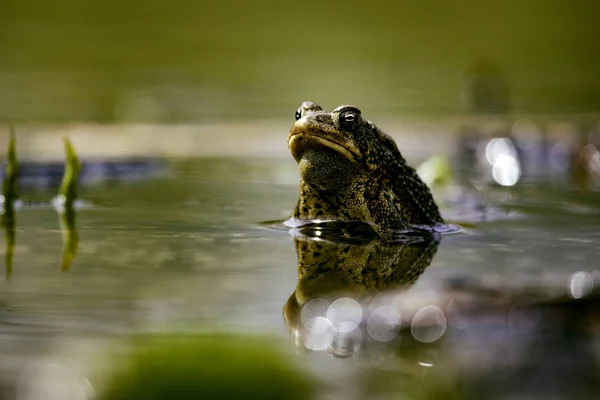 Wildlife Amphibians Malden Park Pond American Toad Eye Level — Foto de Stock