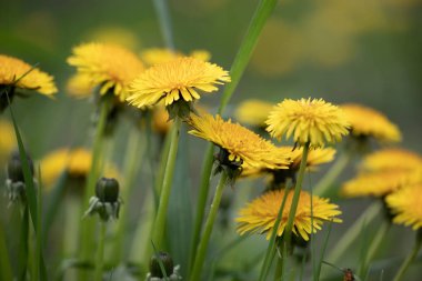 Çiçek açan sarı tarla bahçesi karahindibaları. Ebedi otlar.