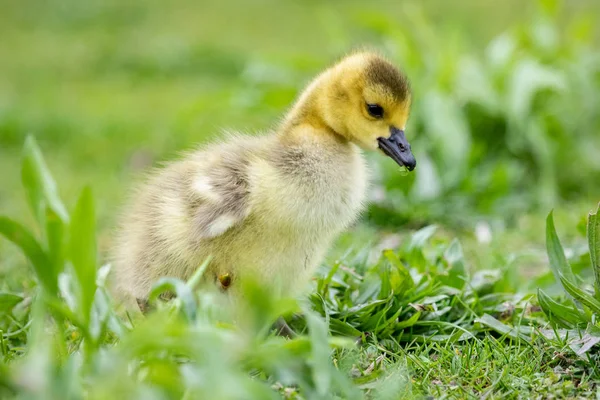 Aves Fauna Canadienses Migrantes Joven Juvenil Canada Goose Geese Imagen de stock