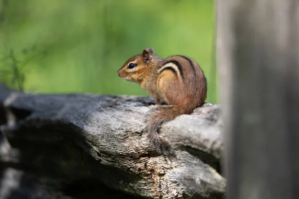 Mammals Rodents Small Eastern Chipmunk Resting Wooden Fence