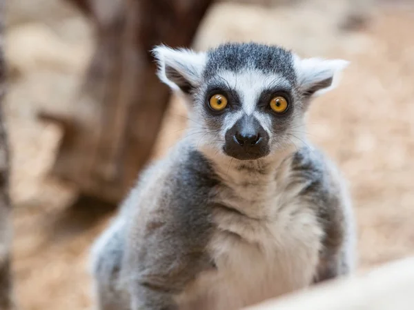 Mamíferos Primatas Cinza Anel Cauda Lemur Face Closeup — Fotografia de Stock