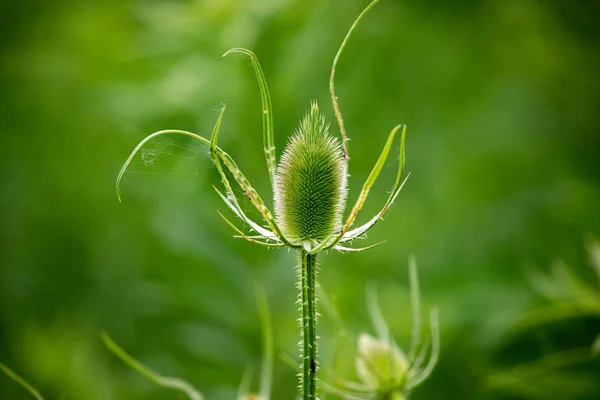 Flora Wildflowers Perennial Bull Thistle Head New Growth — Stock Photo, Image