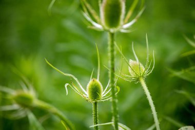 Flora Wildflowers Çok Yıllık Bull Thistle Başkanı Yeni Büyüme