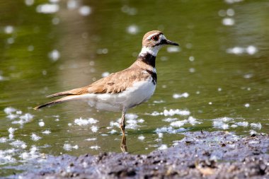 Fauna Birds Shorebirds Plover Killdeer Charadrius Vociferus Pond Background clipart