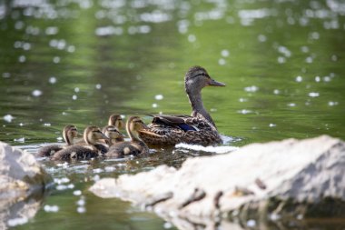 Fauna Kuşlar Göçmen Mallard Duck Aile Havuzu Yüzme