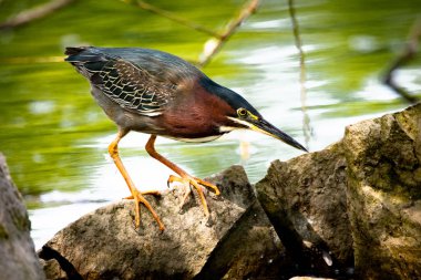 Yeşil Heron Windsor Malden Park Kayalar üzerinde Tünemiş, Ontario Kanada