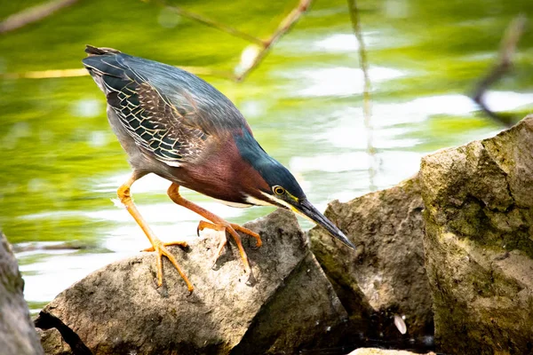 Green Heron Perched on Rocks in Malden Park at Windsor, Ontario Canada — Stock Photo, Image