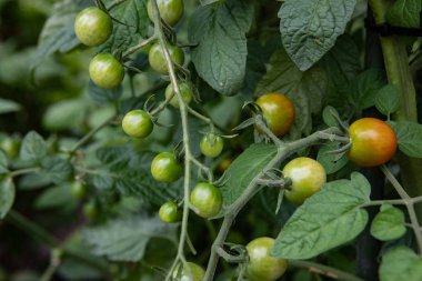 Gıda Kategorisi Taze Olgunlaşmamış Asma Domates Yetiştiriciliği