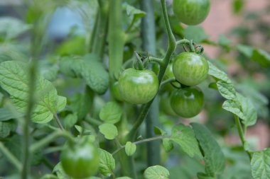 Gıda Kategorisi Taze Olgunlaşmamış Asma Domates Yetiştiriciliği