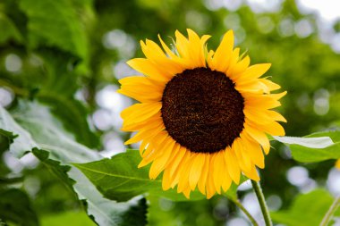 Ön Bahçede Renkli Sarı ve Turuncu Yaz Ayçiçekleri