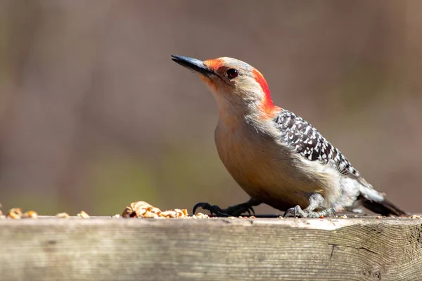 Picchio dal ventre rosso Uccelli del mondo che mangiano arachidi — Foto Stock