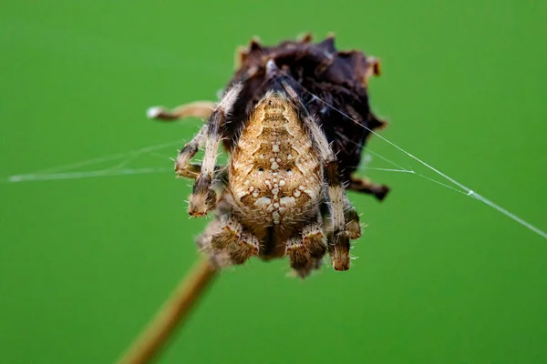 Croce Orb Weaver Spider appollaiato su uno stelo di fiori selvatici morti — Foto Stock