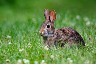 Çimenli Yeşil Tarlada Vahşi Tavşan