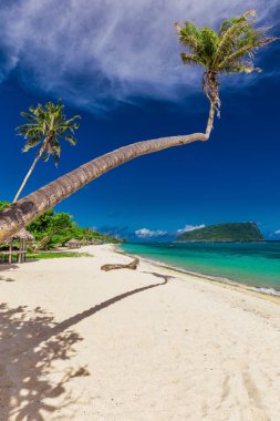Tropical Lalomanu beach on Samoa Island with coconut palm trees and wooden fales clipart