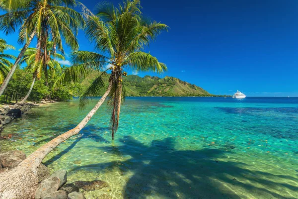 Pálmafák Csendes Öbölben Moorea Tahiti Francia Polinézia — Stock Fotó