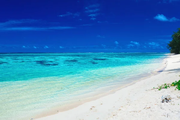 Praia Areia Tropical Com Rochas Palmeiras Nas Ilhas Cook Rarotonga — Fotografia de Stock