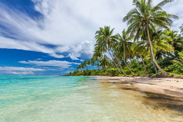 Vadon Élő Természetes Strand Pálmafák Déli Oldalán Upolu Szamoa Szigeteken — Stock Fotó