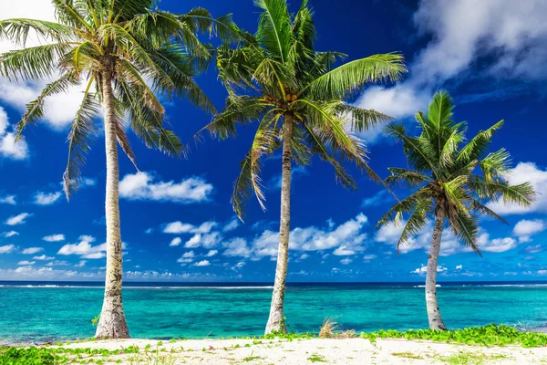 Playa Tropical Lalomanu Isla Samoa Con Tres Palmeras Upolu Pacífico — Foto de Stock