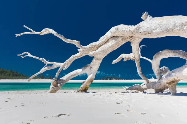 Arbre Bois Flotté Blanc Sur Plage Incroyable Whitehaven Beach Avec — Photo