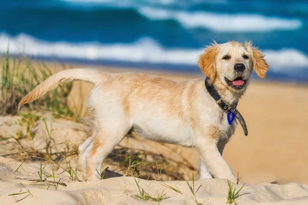 Golden Retriever Cucciolo Esplorare Dintorni Della Spiaggia — Foto Stock