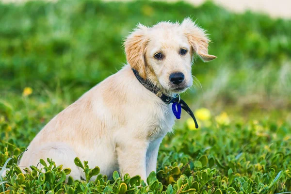 Golden Retriever Köpek Yavrusu Beach Çevresi Keşfetmek — Stok fotoğraf