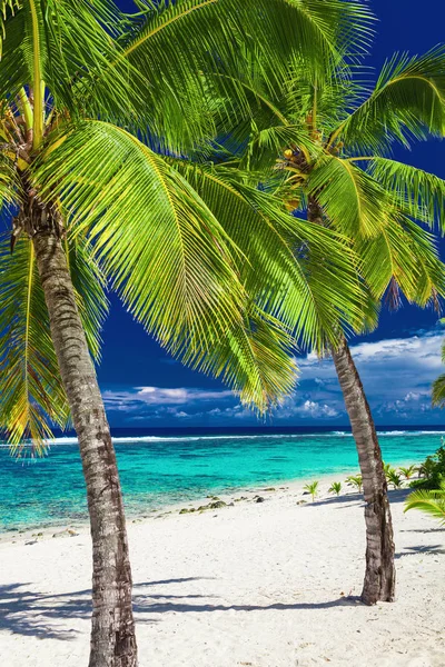 Plage Sable Tropical Avec Rochers Palmiers Sur Les Îles Cook Images De Stock Libres De Droits