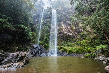 Twin Falls hike in the Springbrook National Park, Queensland, Australia clipart