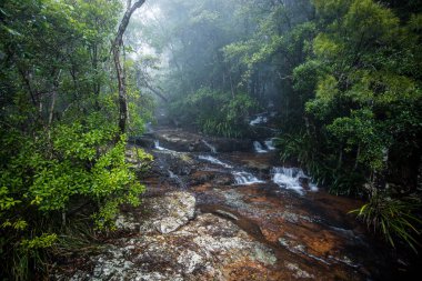 Top of Twin Falls hike in the Springbrook National Park, Queensland, Australia clipart