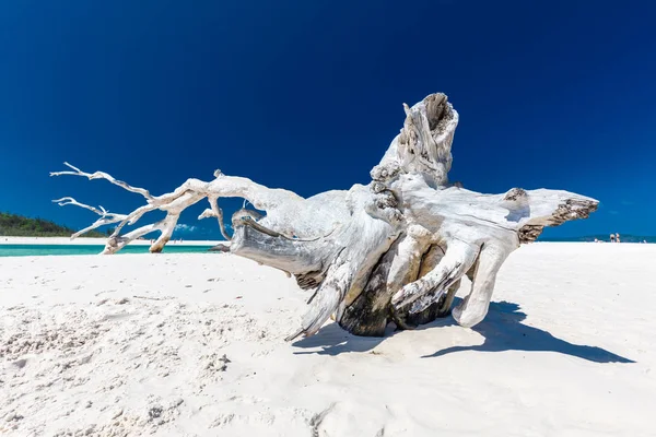White Driftwood Tree Amazing Whitehaven Beach White Sand Whitsunday Islands — Stock Photo, Image