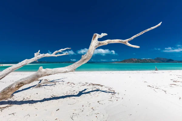 Fehér Driftwood Whitehaven Beach Csodálatos Fehér Homok Whitsunday Szigetek Queensland — Stock Fotó
