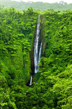 Vibrant tall Papapapaitai falls in the rain forest of Upolu island, Samoa clipart
