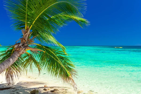 Hindistan Cevizi Palmiye Ağaçları Açık Lagün Fiji Adaları Ile Tropikal — Stok fotoğraf