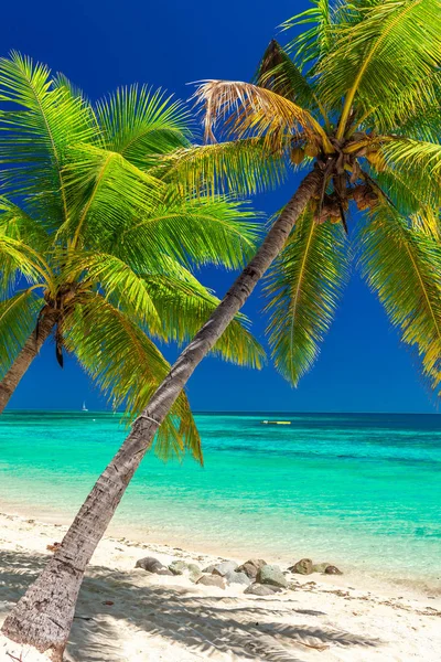 斐济群岛上有椰子棕榈树和清澈泻湖的热带海滩 — 图库照片