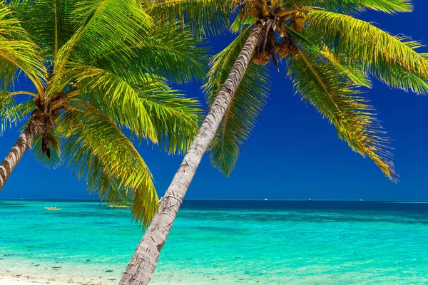 Playa Tropical Con Palmeras Coco Laguna Clara Las Islas Fiji — Foto de Stock