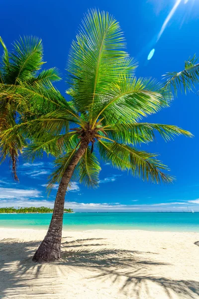 Praia Tropical Com Coqueiros Lagoa Clara Nas Ilhas Fiji — Fotografia de Stock