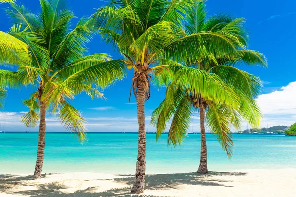 Tropical Beach Coconut Palm Trees Clear Lagoon Fiji Islands — Stock Photo, Image