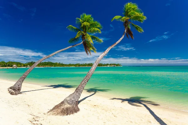 椰子の木とフィジー諸島の明確なラグーンと熱帯のビーチ — ストック写真